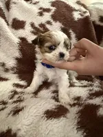 Blue girl, a female Shih Tzu for sale in Centuria, WI – Photo 2 of 4