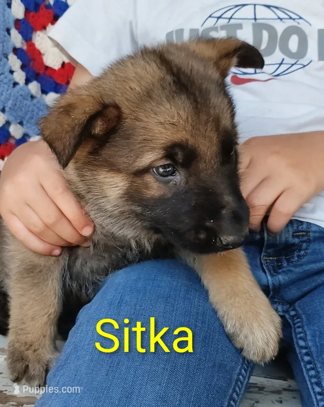 Sitka – German Shepherd Dog puppy for sale in Centuria, WI