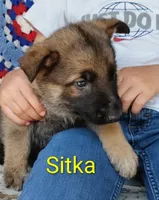 Sitka, a male German Shepherd Dog for sale in Centuria, WI – 1 of 2