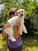 Maverick, a male Maltese for sale in Centuria, WI – 3 of 4