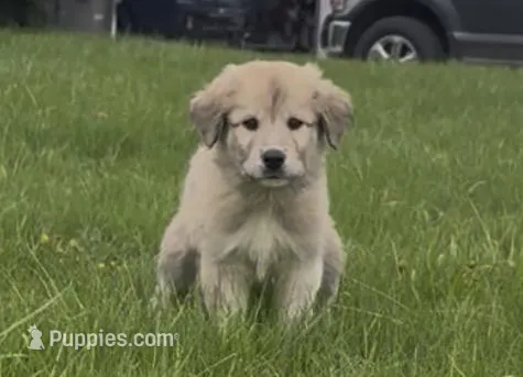 Female 1  – Anatolian Shepherd Dog, Great Pyrenees puppy for sale in Centuria, WI