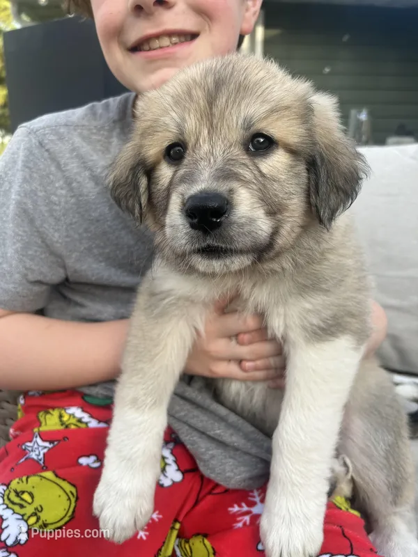 Female 1  – Anatolian Shepherd Dog, Great Pyrenees puppy for sale in Centuria, WI
