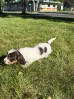 Basil, a male Yorkshire Terrier and Miniature Dachshund for sale in Centuria, WI – 9 of 10