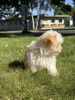 Syrup, a female Maltipoo for sale in Centuria, WI – 3 of 9