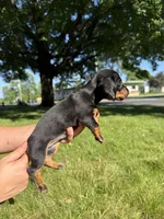 Gunner, a male Miniature Dachshund for sale in Centuria, WI – 5 of 5