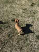 Cane corso Girl 1, a female Cane Corso for sale in Centuria, WI – Photo 2 of 2