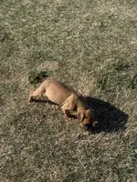 Cane corso Girl 1, a female Cane Corso for sale in Centuria, WI – Photo 1 of 2