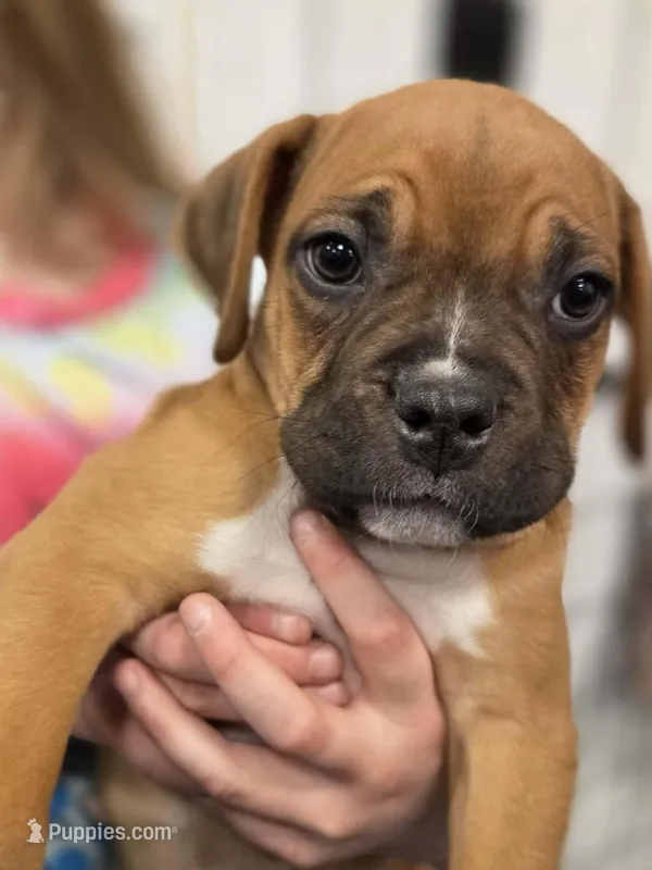 Cane corso Girl 1 – Cane Corso puppy for sale in Centuria, WI