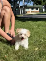 Syrup, a female Maltipoo for sale in Centuria, WI – 4 of 9