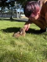 Rocky Bear, a male Dachshund and Pomeranian for sale in Centuria, WI – 7 of 8