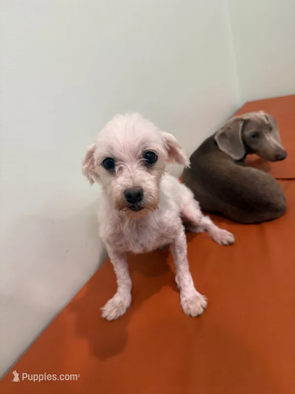 Ol Lady – Maltese puppy for sale in Centuria, WI