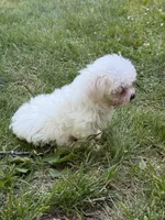 Gabbie, a female Maltese for sale in Centuria, WI – 3 of 6