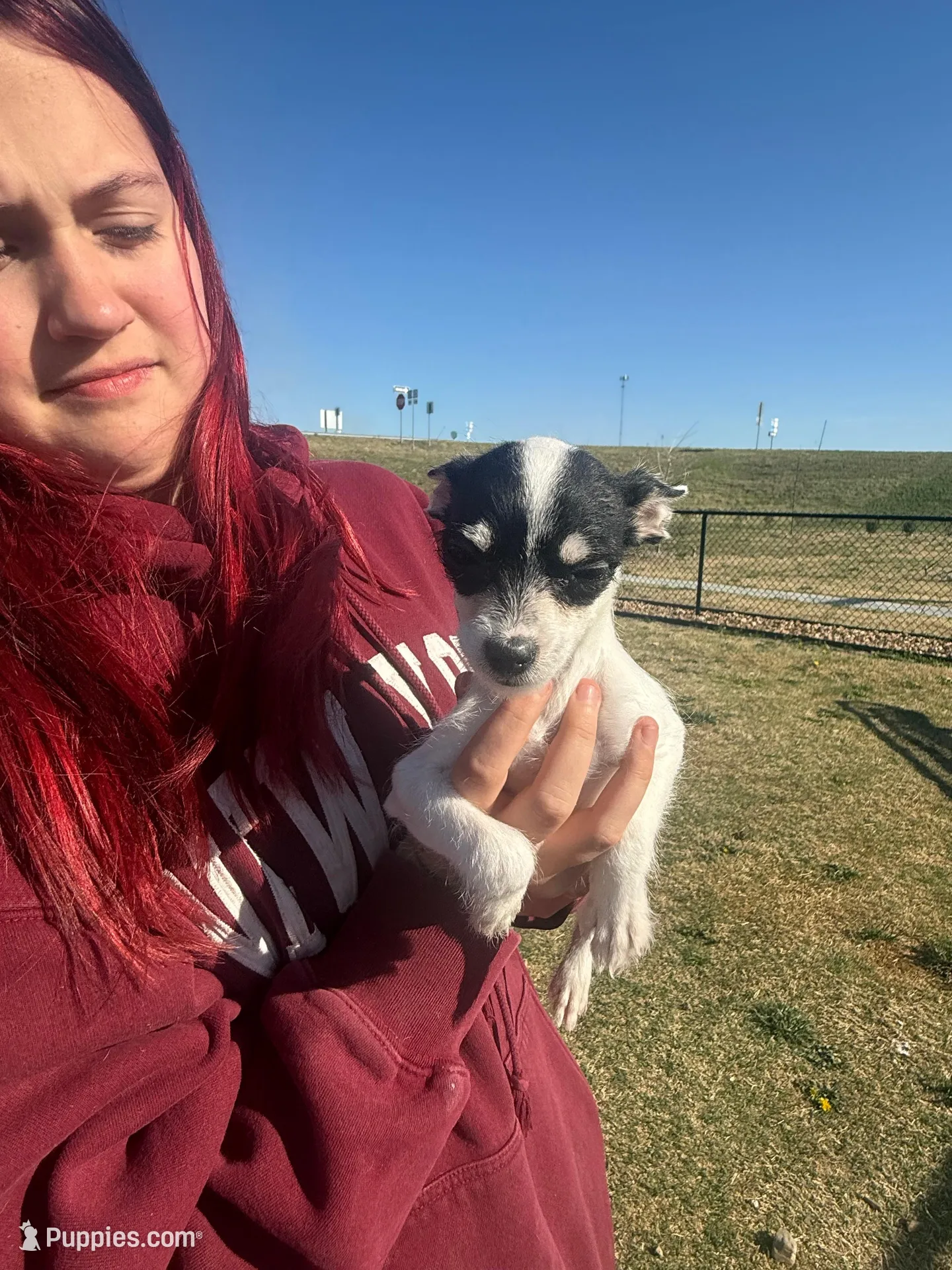 Tea cup wire hair, a female Chihuahua for sale in Centuria, WI – Photo 3 of 4