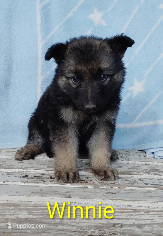 Winnie – German Shepherd Dog puppy for sale in Centuria, WI