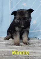 Winnie, a male German Shepherd Dog for sale in Centuria, WI – 1 of 1