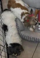 Pixie , a female Chihuahua for sale in Centuria, WI – Photo 3 of 3