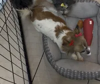 Pixie , a female Chihuahua for sale in Centuria, WI – Photo 2 of 3