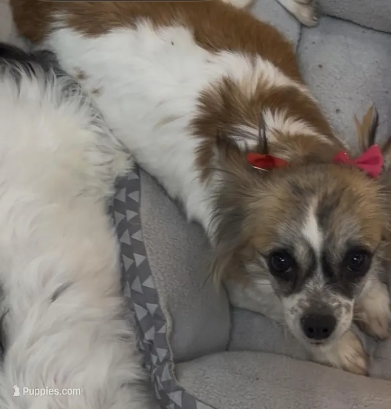 Pixie , a female Chihuahua for sale in Centuria, WI – Photo 1 of 3