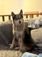 Maybelle, a female Pomsky for sale in Centuria, WI – Photo 2 of 2