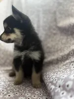 Scar, a male Pomsky for sale in Centuria, WI – Photo 1 of 4