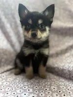 Scar, a male Pomsky for sale in Centuria, WI – Photo 2 of 4