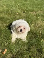 Gabbie, a female Maltese for sale in Centuria, WI – 6 of 6