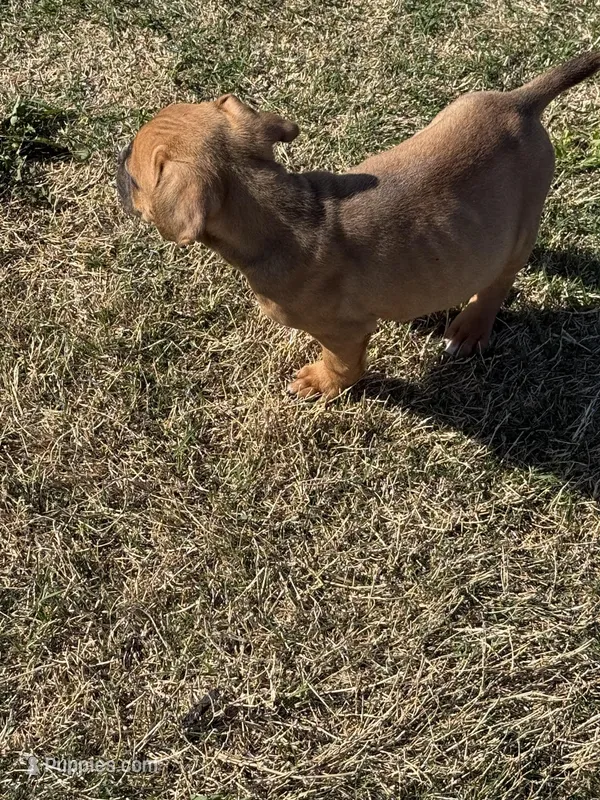 Cane corso  Girl 2 – Cane Corso puppy for sale in Centuria, WI