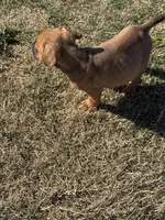 Cane corso  Girl 2, a female Cane Corso for sale in Centuria, WI – Photo 1 of 2