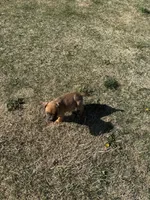 Cane corso  Girl 2, a female Cane Corso for sale in Centuria, WI – Photo 2 of 2