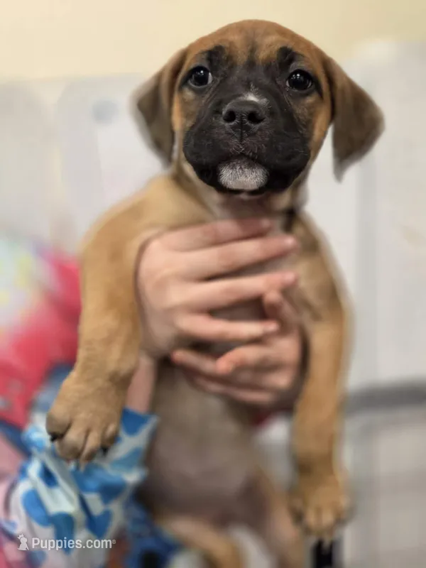 Cane corso  Girl 2 – Cane Corso puppy for sale in Centuria, WI