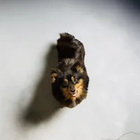 Nova Rescue, a female Pomeranian for sale in Centuria, WI – Photo 1 of 3