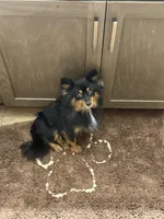 Nova Rescue, a female Pomeranian for sale in Centuria, WI – Photo 3 of 3