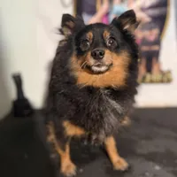 Nova Rescue, a female Pomeranian for sale in Centuria, WI – Photo 2 of 3