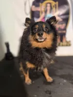 Nova, a female Pomeranian for sale in Centuria, WI – Photo 2 of 2