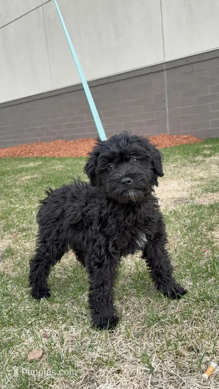Georgia – Cavapoo puppy for sale in Centuria, WI