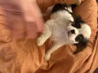 Batman, a male Cavalier King Charles Spaniel for sale in Centuria, WI – Photo 5 of 9