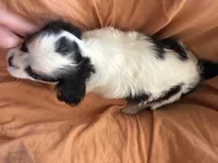 Batman, a male Cavalier King Charles Spaniel for sale in Centuria, WI – Photo 7 of 9