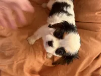 Batman, a male Cavalier King Charles Spaniel for sale in Centuria, WI – Photo 6 of 9