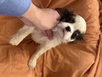 Batman, a male Cavalier King Charles Spaniel for sale in Centuria, WI – Photo 9 of 9