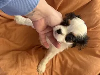 Batman, a male Cavalier King Charles Spaniel for sale in Centuria, WI – Photo 8 of 9