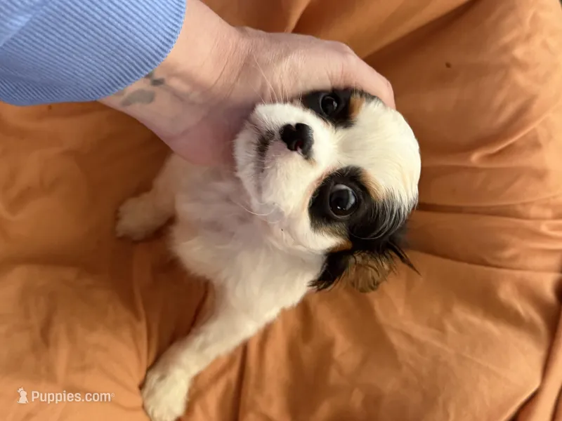 Batman – Cavalier King Charles Spaniel puppy for sale in Centuria, WI