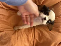 Batman, a male Cavalier King Charles Spaniel for sale in Centuria, WI – Photo 4 of 9