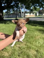 Courage, a female Dachshund and Pomeranian for sale in Centuria, WI – 2 of 9
