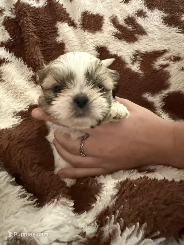 Purple boy – Shih Tzu puppy for sale in Centuria, WI