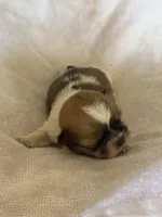 Bug, a male Shih Tzu for sale in Centuria, WI – Photo 1 of 2