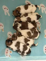 Bug, a male Shih Tzu for sale in Centuria, WI – Photo 2 of 2