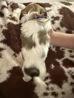 Purple boy, a male Shih Tzu for sale in Centuria, WI – Photo 5 of 5