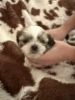 Purple boy, a male Shih Tzu for sale in Centuria, WI – Photo 4 of 5