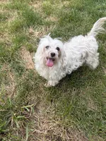 Ol Lady, a female Maltese for sale in Centuria, WI – 4 of 4