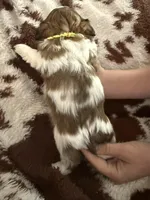 Yellow boy, a male Shih Tzu for sale in Centuria, WI – Photo 4 of 4